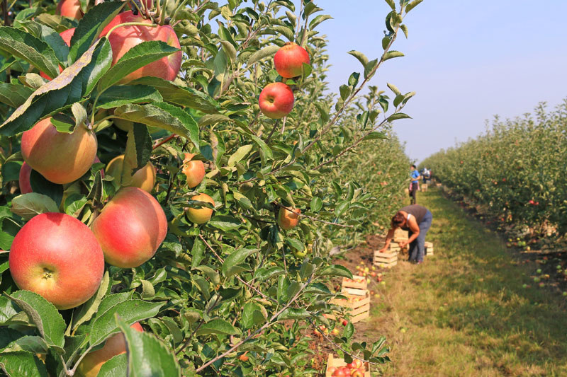 Buying apples at a grocery store? NONSENSE. We upstate New Yorkers will do this hard labor all on our own! At least, between the months of September-November, or until the snow comes. It's our thing, we love apple orchards, we love the ones that have breweries/ wineries in them even more, it's just who we are.