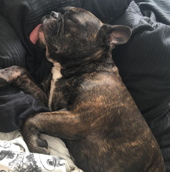 Get Ready To Cry At This Photo Of Carrie Fisher's Dog Watching His Mom