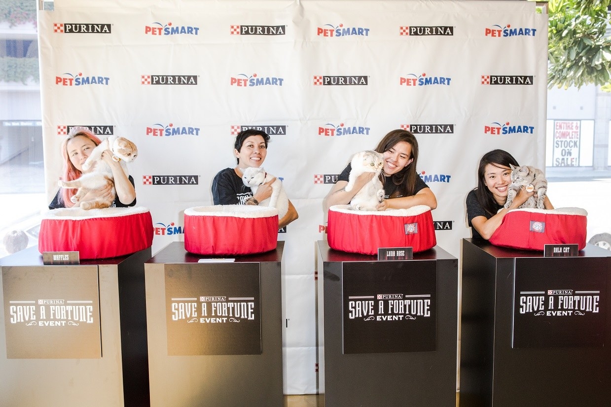 Here are America’s celebrity cats. Nala Cat, Waffles, Luna Rose and White Coffee, host a meet-and-greet featuring Purina products at PetSmart.