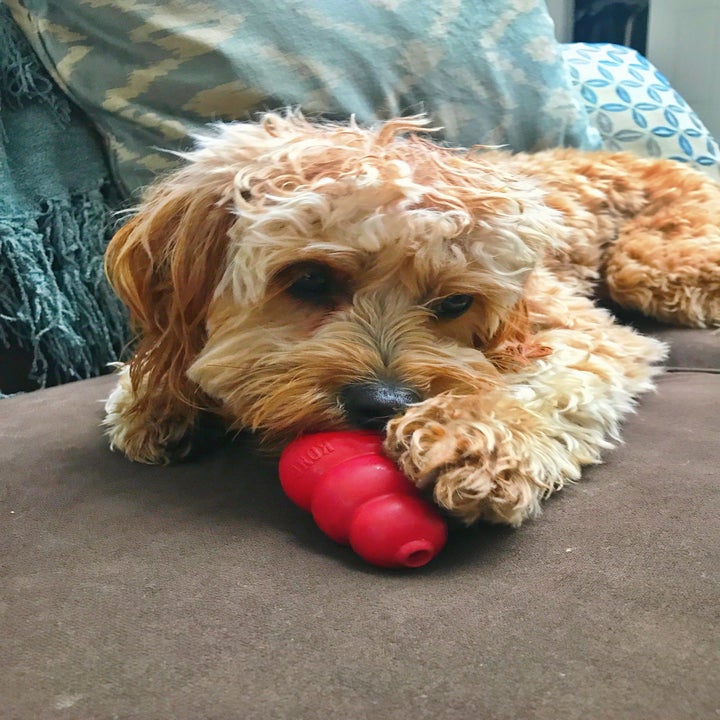 12 Things That Made Getting A Dog So Much Easier For Me