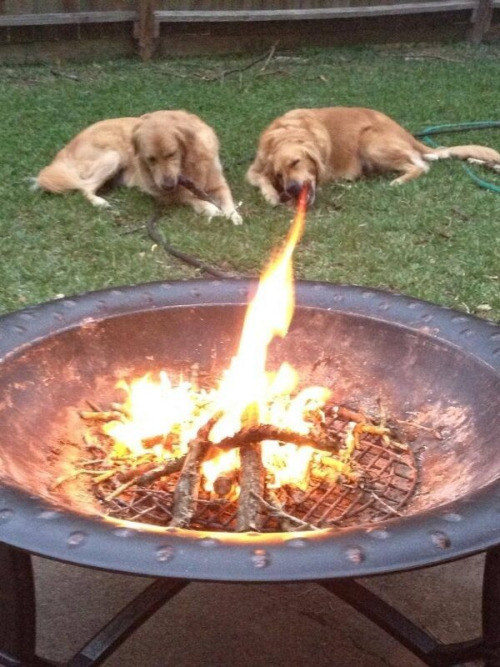 This doggo cannot breathe fire.