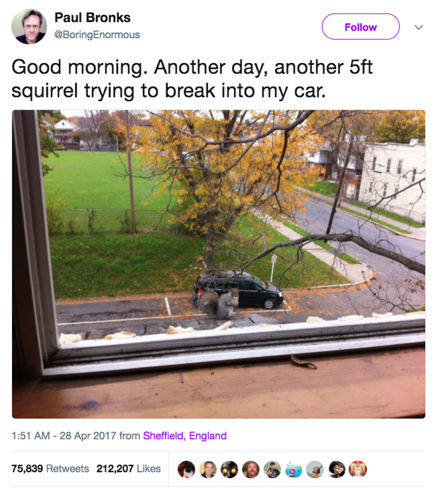 A giant squirrel is not trying to steal this man's car.