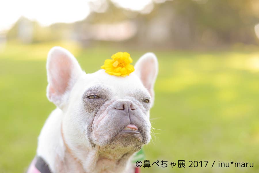 癒やし ぶさかわな 鼻ぺちゃ わんこ達が完全に天使