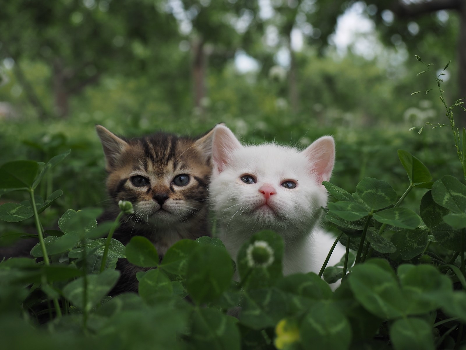 猫好きに朗報 岩合さんの 世界ネコ歩き が映画になったよ