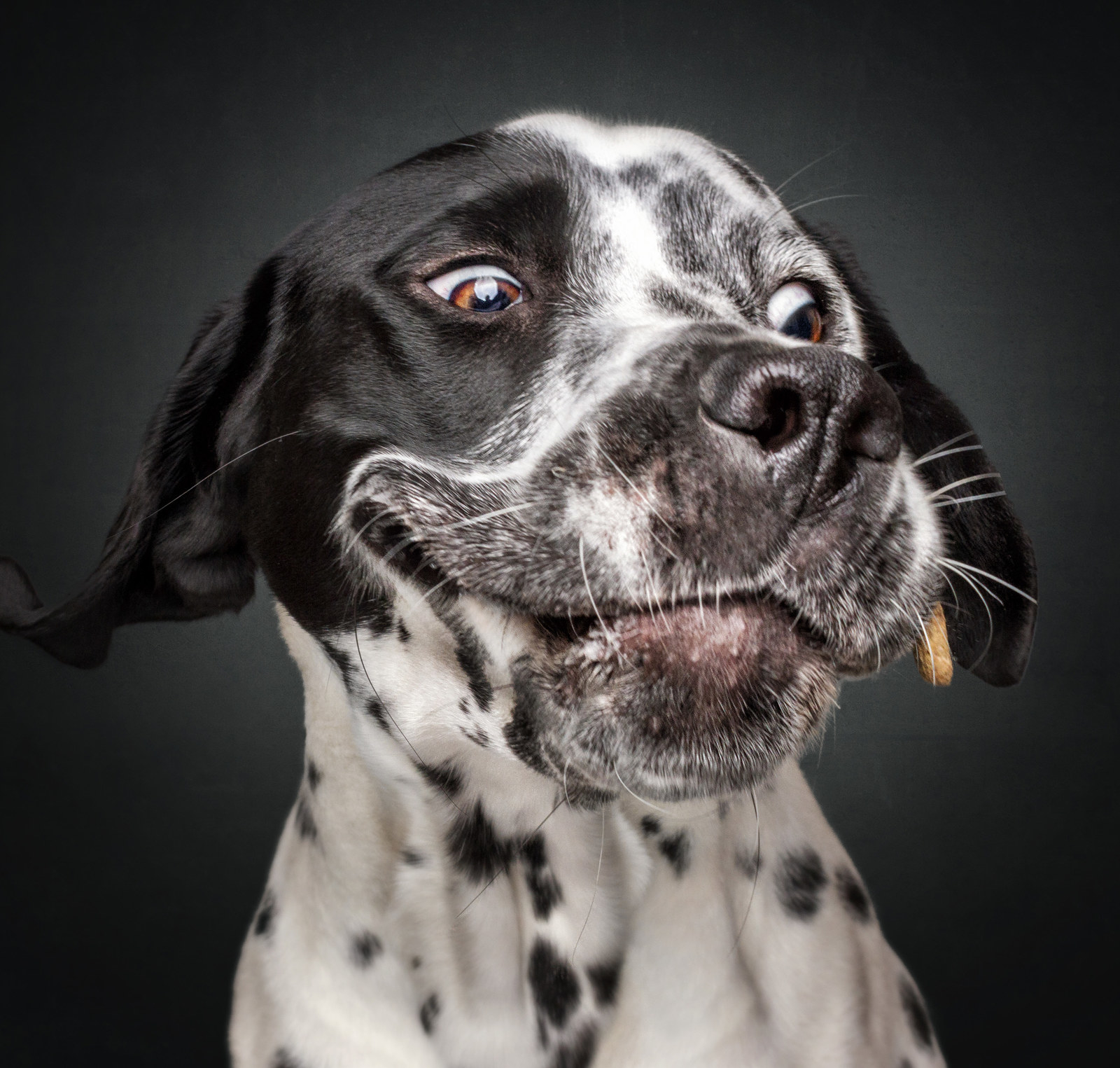 Please Enjoy These Very Silly Photos Of Dogs Catching Treats