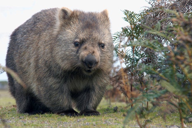 You will only find wombats in Australia. So, sorry, everybody else.