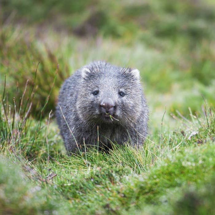 Wombat running