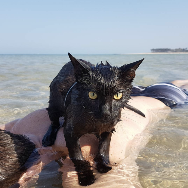 This is Nathan the Beach Cat, and she LOVES THE BEACH.