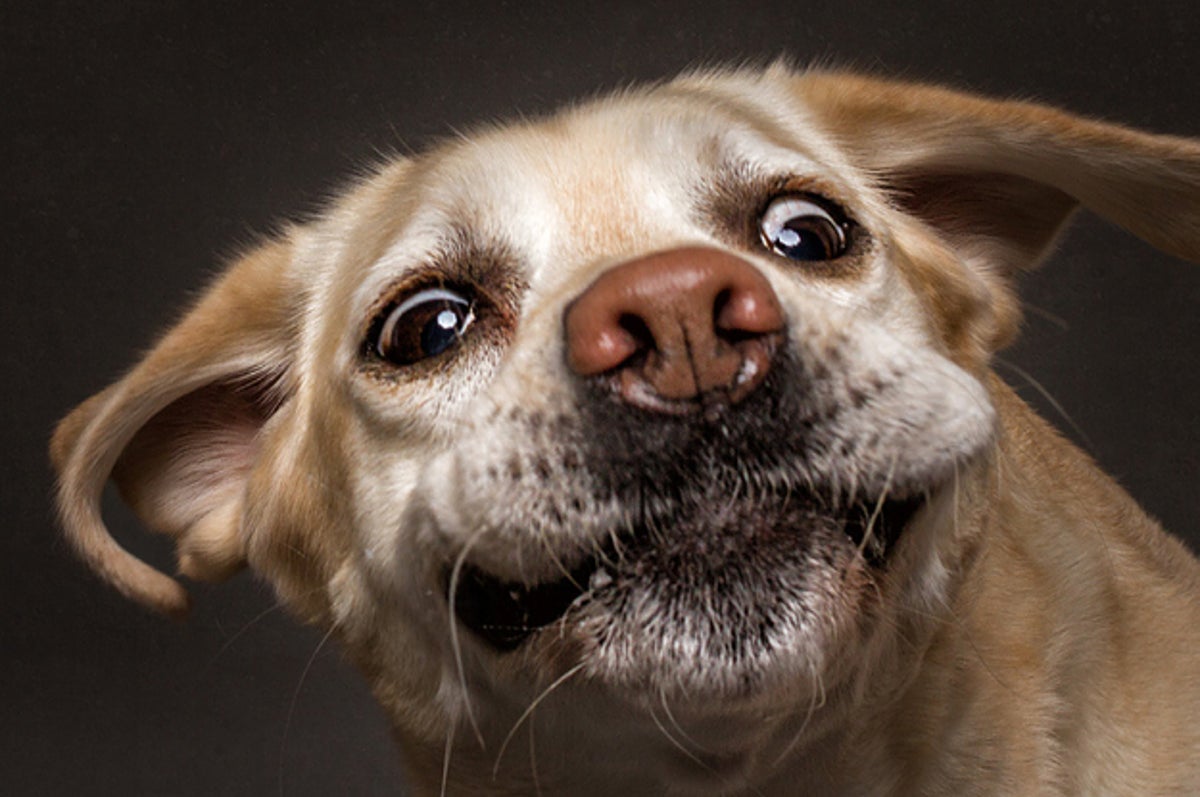 Please Enjoy These Very Silly Photos Of Dogs Catching Treats