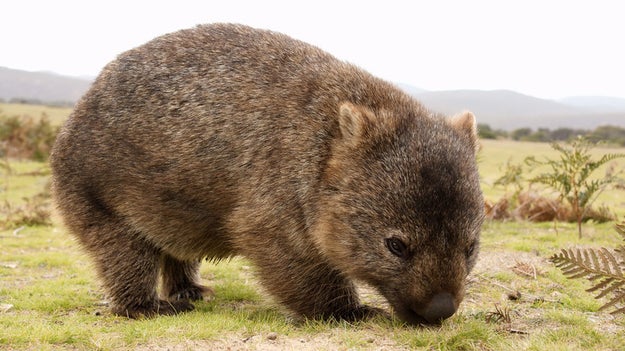 In fact, wombats are the largest burrowing mammal on Earth.