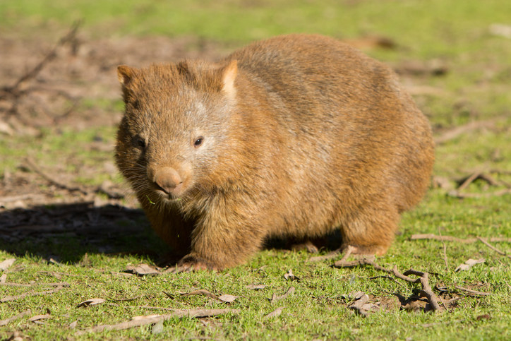 Don T Be Alarmed But Wombats Can Run 25 Mph And 9 Other Wombat Images, Photos, Reviews