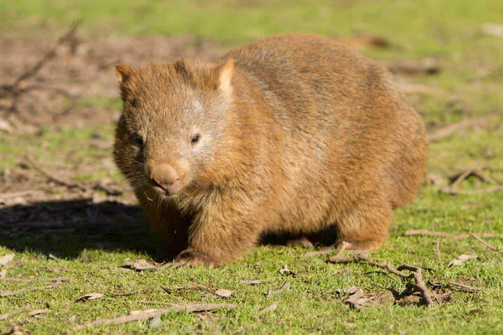 Get Wallpaper Don T Be Alarmed But Wombats Can Run 25 Mph And 9 Other Wombat Free