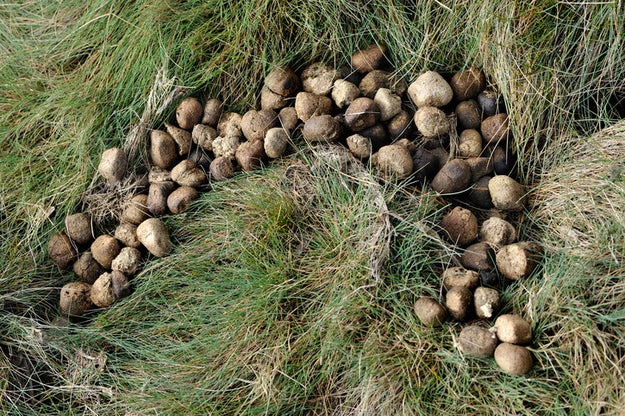 But, perhaps most importantly, wombats poops are shaped like cubes. They have flat sides.