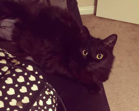 13 Examples Of Why Black Cats Are The Best Cats And Your Bad Luck