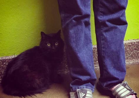 13 Examples Of Why Black Cats Are The Best Cats And Your Bad Luck
