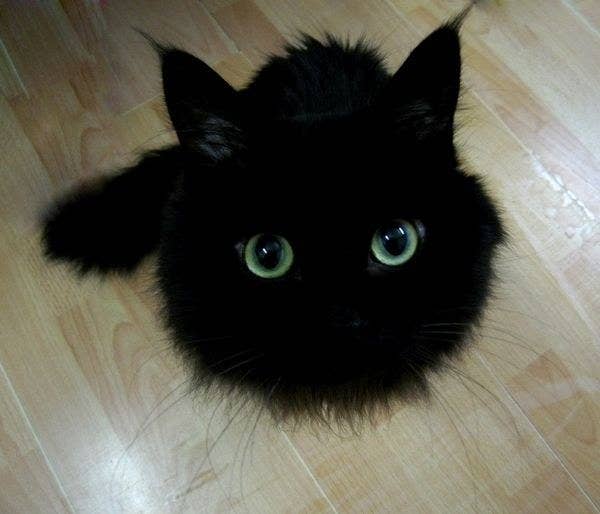 13 Examples Of Why Black Cats Are The Best Cats And Your Bad Luck
