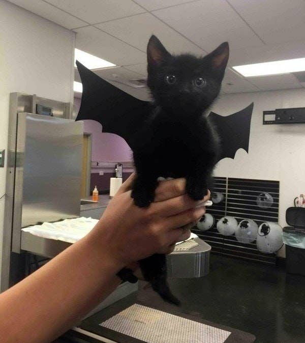 Like this little bat baby.