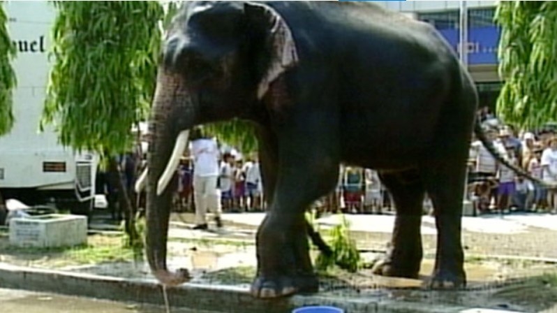 In the summer of 2003, an elephant named Jumbo went crazy over the heat and escaped to EDSA. He reached Nepa-Q-Mart and eventually got cornered by a beer delivery truck near Tomas Morato area. The trainer pacified poor Jumbo and got our elephant friend back safely. What a show.