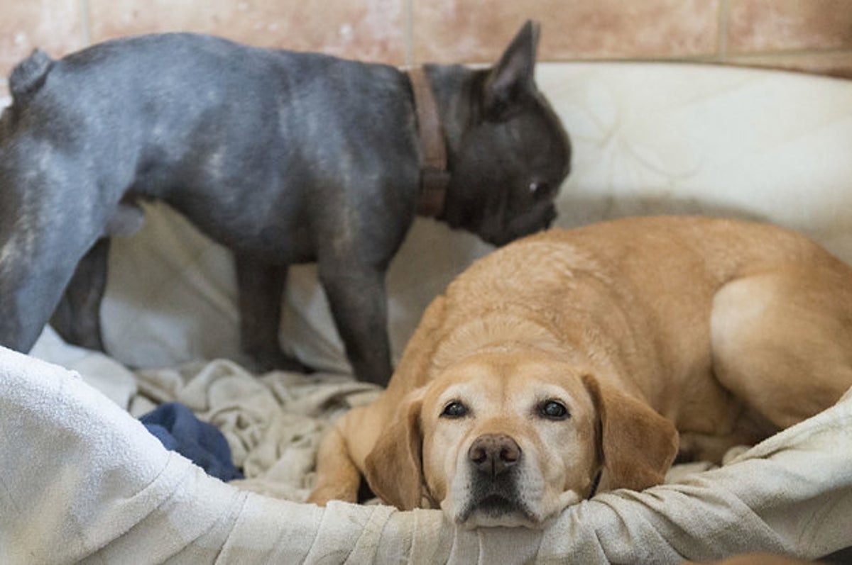 Can Dogs Recognize Photographs