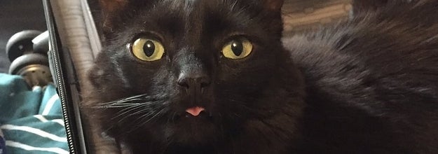 猫たちが本当に楽しそうな非常にマヌケなこと21