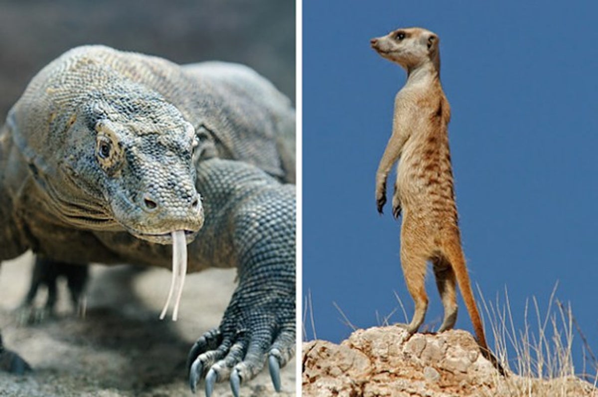 引くレベルで強すぎる 動物界の最強のメスたち