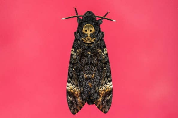 世の中にいる恐ろしい 虫 のかなりゾッとする話 世の中にいる恐ろしい 虫 のかなりゾッとする話
