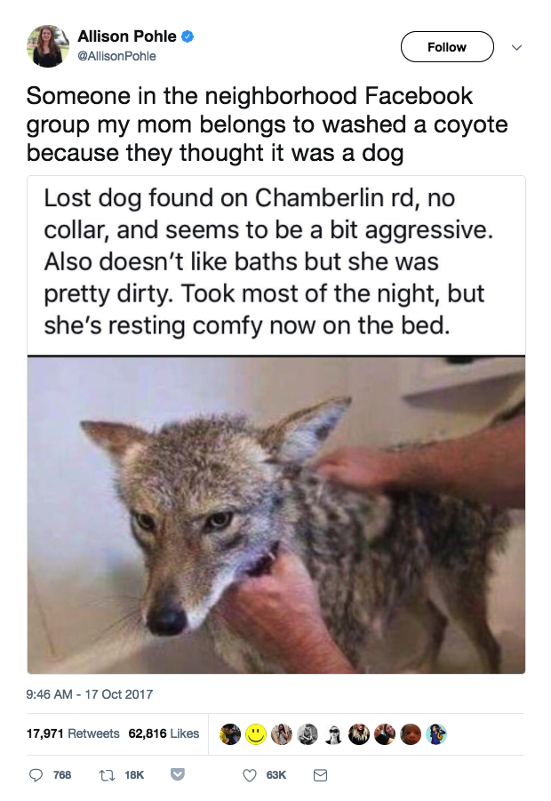 Coyote