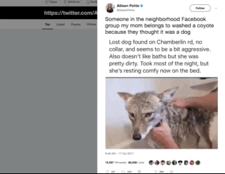 dogs with coyote jacket｜TikTok Search