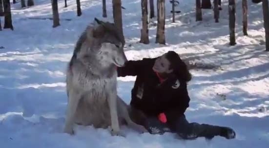 Um Were You Aware That Wolves Are Really Fucking Huge