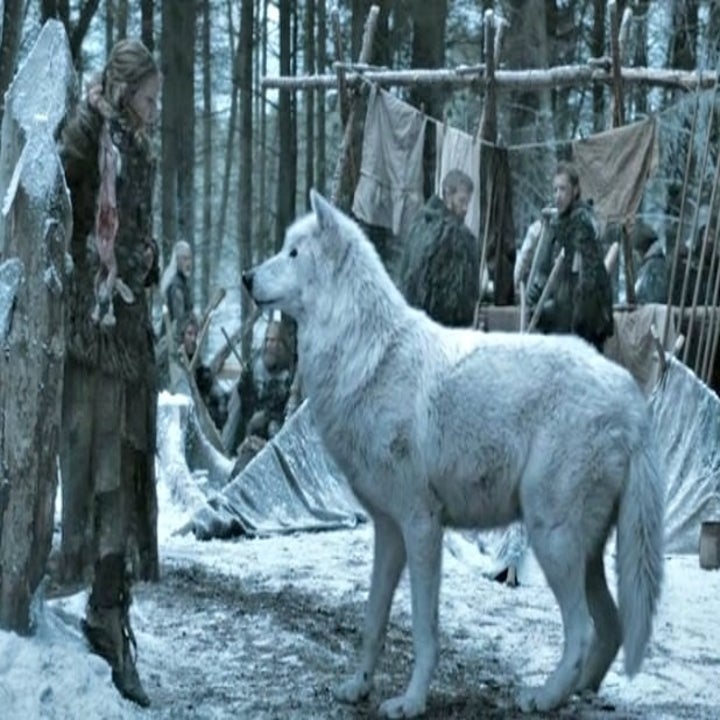 Um Were You Aware That Wolves Are Really Fucking Huge