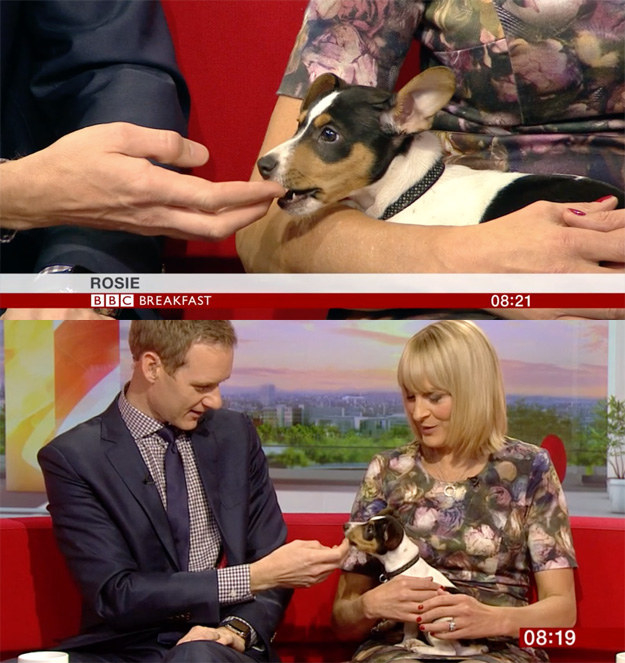 31 Of The Best Damn Dogs On BBC News