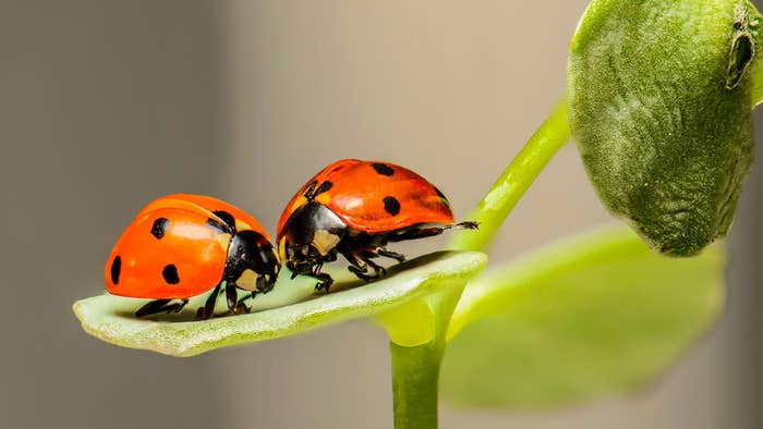 世の中にいる恐ろしい 虫 のかなりゾッとする話