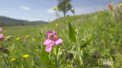 Esto es básicamente para evitar que la miel que produce la abeja se contamine.