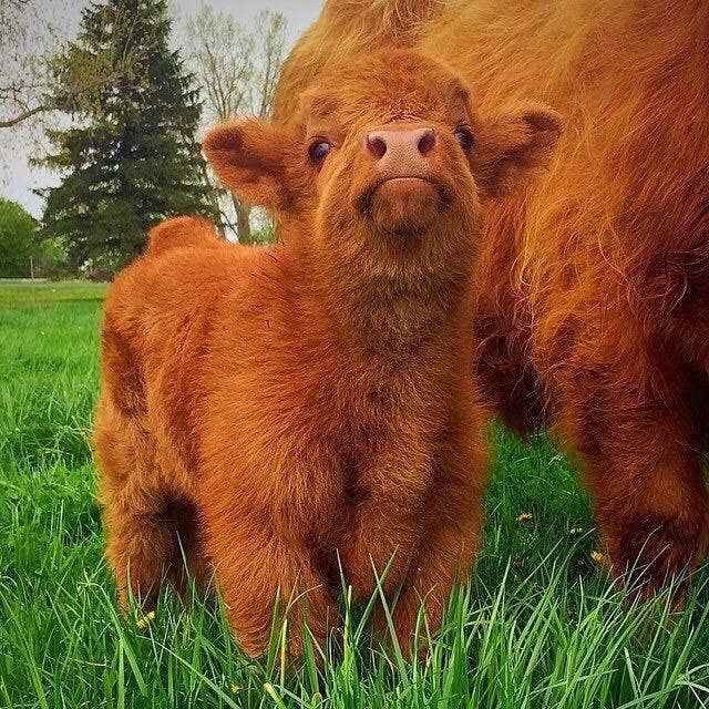 16 Cows That Are Too Friggin Cute For Words