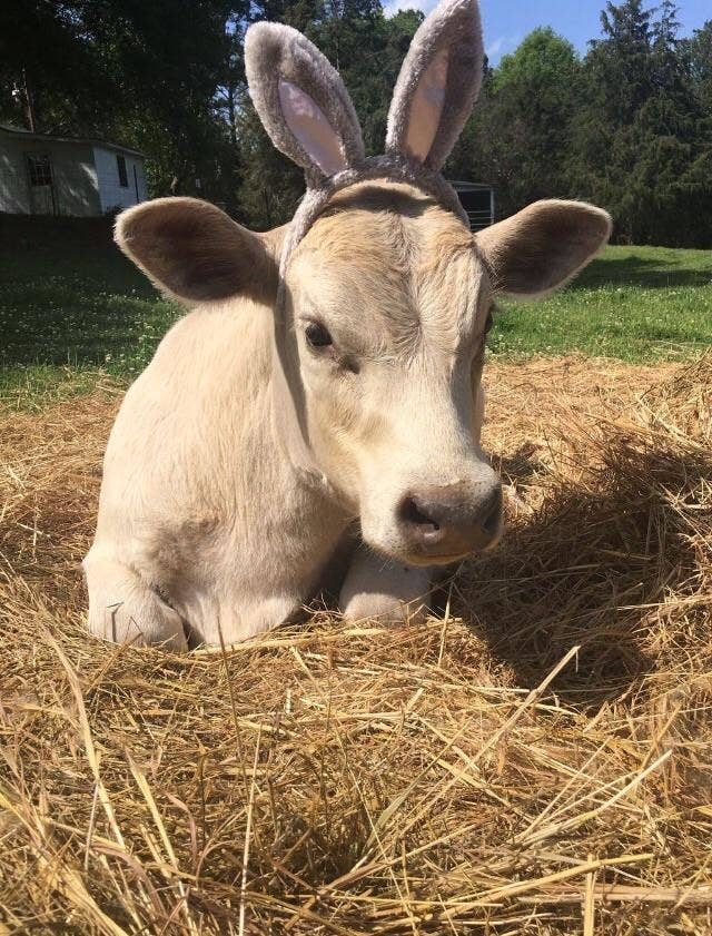 16 Cows That Are Too Friggin Cute For Words