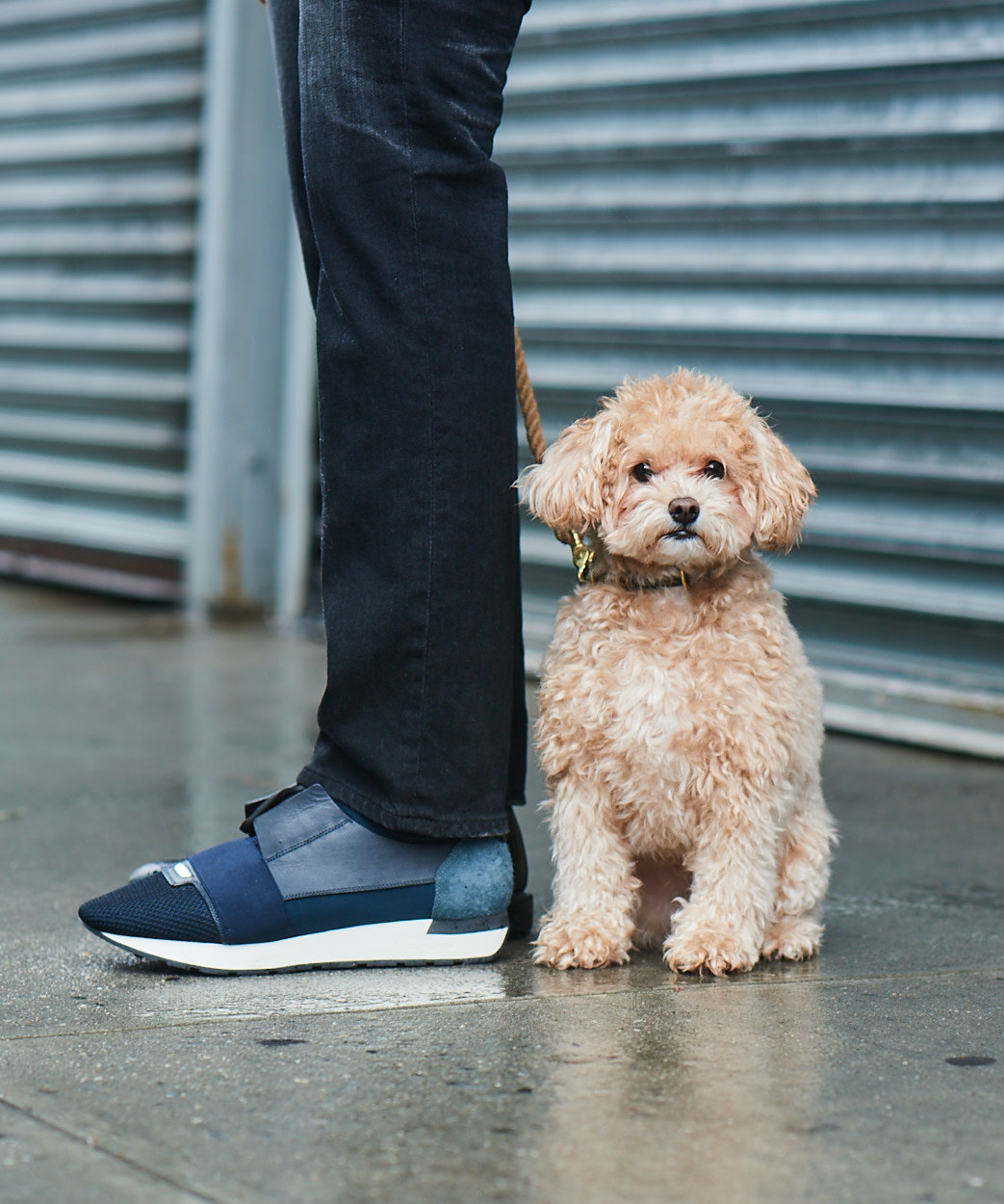 Dog best sale balenciaga shoes