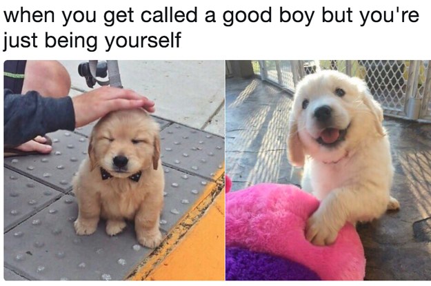 good boy puppy