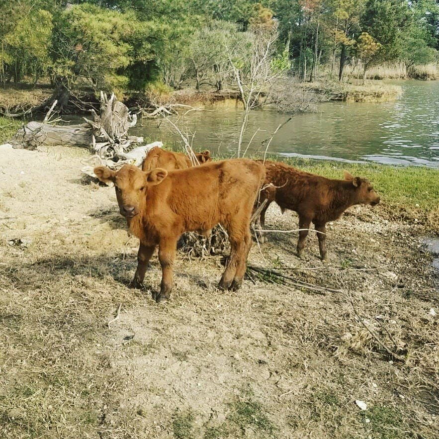 16 Cows That Are Too Friggin Cute For Words