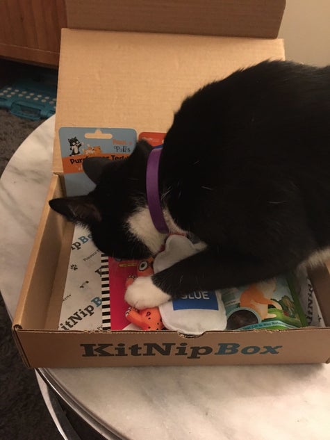 We Tried Subscription Boxes For Cats And They Were Super Freaking Adorable