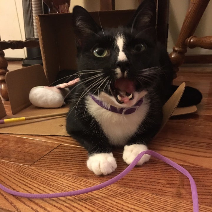 We Tried Subscription Boxes For Cats And They Were Super Freaking