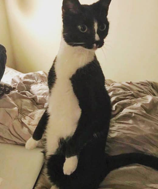 We Tried Subscription Boxes For Cats And They Were Super Freaking