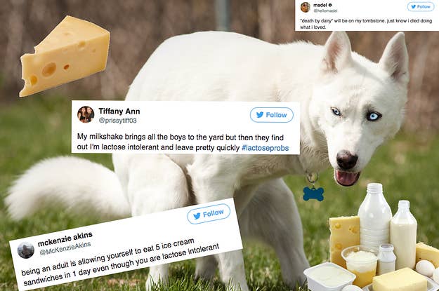 16 Tweets For People Who Are Lactose Intolerant And Still Consumer Dairy