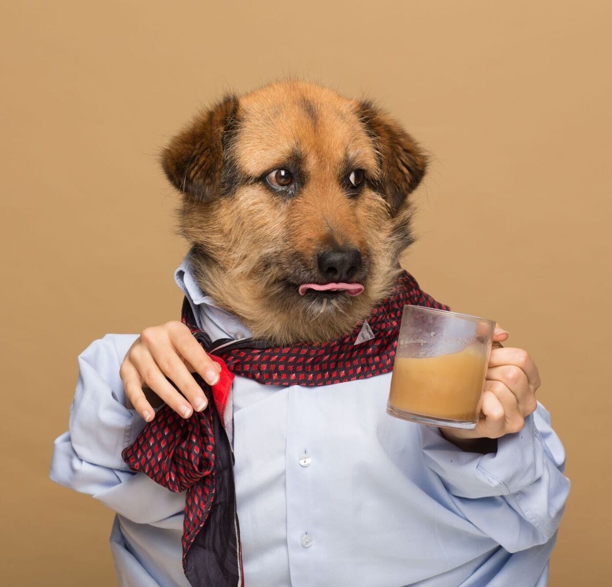 Кошка собака чай кофе. Культурный пес. Dog drinking Coffee. Кто такой культурный пёс и кот.