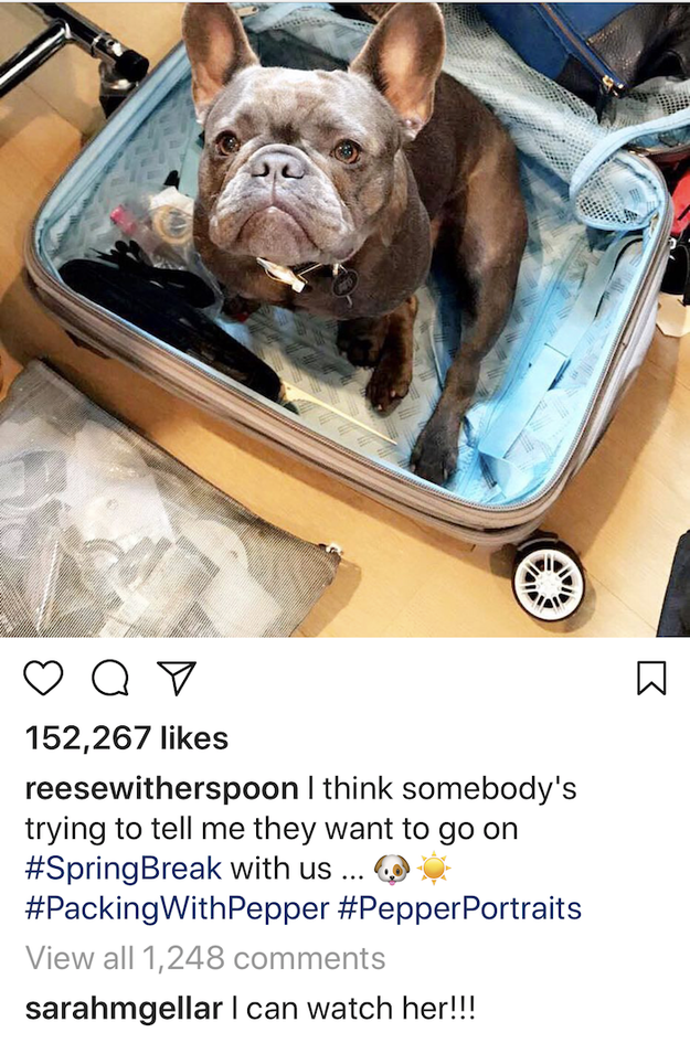 And finally, not a meme, but Reese, SMG can watch your dog!!!