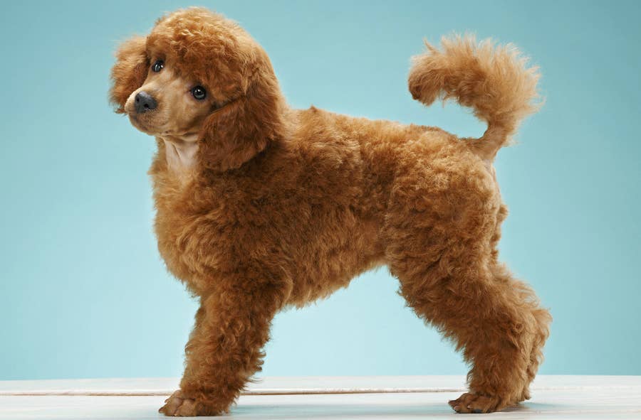 悲報 うちの社員に まともにトイプードルを描けるヤツがいない