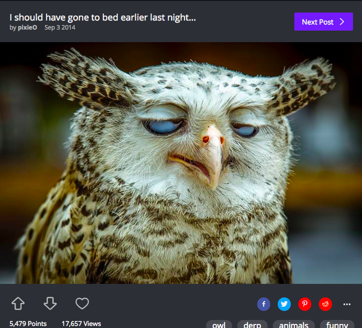 This Very Funny Tweet About An Owls Orgasm Face Is Unfortunately