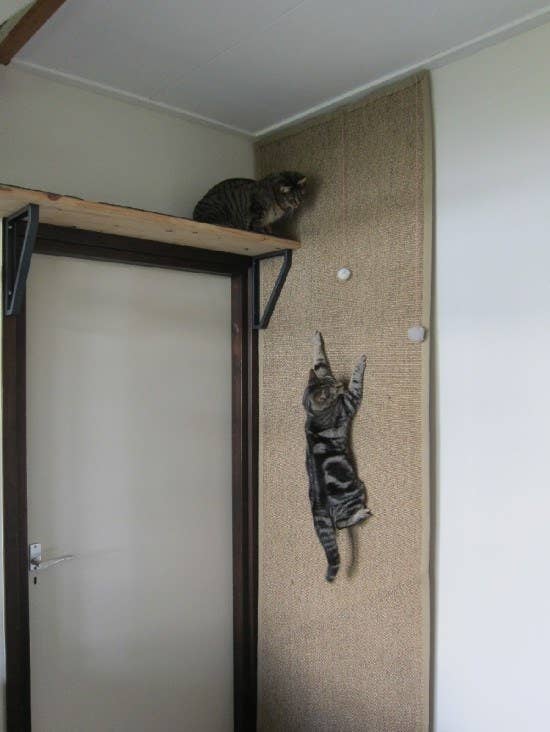 17 Clever Ikea S That Will Make You, Cat Wall Shelves Diy
