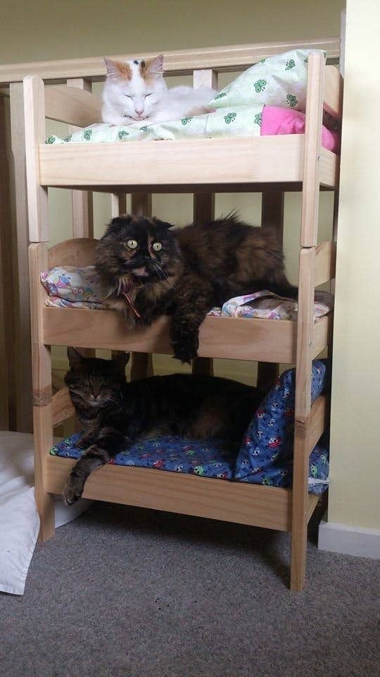 The Duktig doll bed can also serve as a cute bed for your cat. If you have more than one, you can screw multiple Duktigs together, one on top of the next.