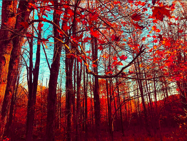 17 Stunning Photos Of Fall Foliage To Warm Your Soul