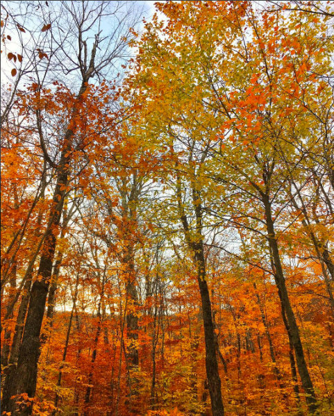 17 Stunning Photos Of Fall Foliage To Warm Your Soul